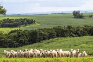 Valor da Produção Agropecuária de 2021 atinge R$ 1,129 trilhão