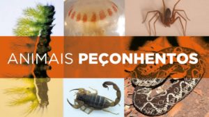 Cuidados com animais peçonhentos devem ser redobrados no verão