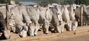 Brasil é o 3º maior produtor de ração animal, diz pesquisa