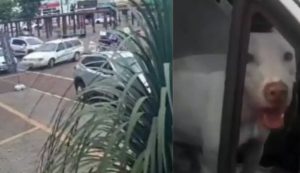 VÍDEO: cão “manobra” carro e quase provoca acidente
