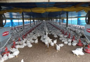 Calor mata 400 mil galinhas no Uruguai