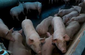 Vendas da carne suína devem aumentar em 2022