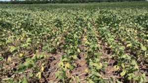 Paraguai encerra a pior safra de soja da história