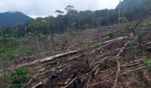 Desmatamento ilegal é flagrado pela Polícia Ambiental