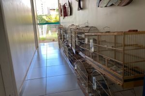 60 aves nativas são apreendidas em cativeiro clandestino