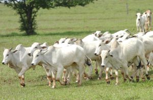 Cascavel registra 4 novos casos de raiva bovina