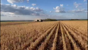 Estiagem deixa muitos reflexos negativos nas lavouras do Paraguai
