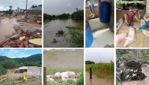 Chuva de MG afogou animais e destruiu plantações