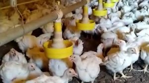 Produtora implora por água para frangos não morrerem