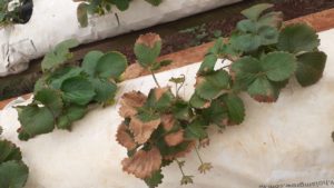 SECA: hortifrutigranjeiros também pedem socorro