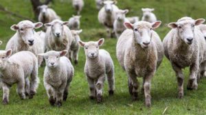 Pecuária traz ovinos e 13 raças bovinas ao Show Rural