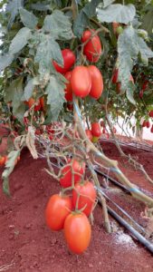 Tomates orgânicos são produzidos em estufas no distrito de Rio do Salto, em Cascavel