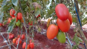 VÍDEO: música estimula produção de tomates orgânicos