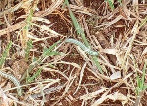 Produtora pede ajuda contra infestação de lagartas