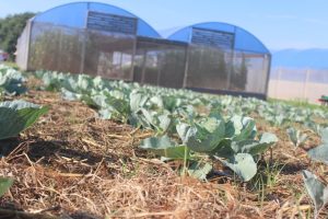 Plantio direto de hortaliças é garantia de solo conservado