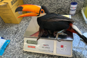 Mais de 3,9 mil animais silvestres foram reabilitados no Paraná