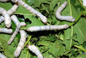Sericicultores atingidos pela seca socorridos com adubo