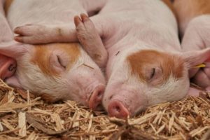 Comissão aprova projeto sobre clonagem de animais