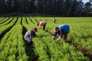 Atenção agricultor familiar: acesso ao Pronaf tem novo documento