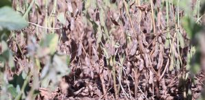 Seca causa prejuízo bilionário na agricultura paranaense