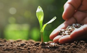 Com 41,6 milhões de toneladas, importação de fertilizantes é recorde