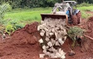 Falta de energia provoca morte de 15 mil frangos