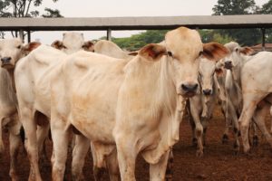 Como é feita a distribuição de ganhos na pecuária bovina