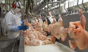 China suspende importação de frango de dois frigoríficos brasileiros