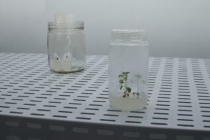 Cascavel conta com novo laboratório de sementes