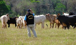 Prejuízos: ABPA aciona justiça contra operação padrão dos fiscais federais agropecuários