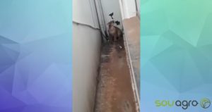VÍDEO: onça invade casa e é capturada no Paraná