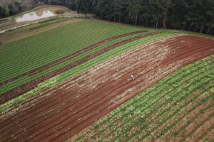 Cultivo de orgânicos está em expansão no Paraná