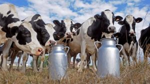 Veja qual a posição do Paraná em produção de leite no Brasil