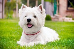PETS: Cães com pelagem branca precisam de cuidados no verão
