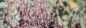 Quase 70 mil agricultores familiares do Rio Grande do Sul recebem seguro estiagem
