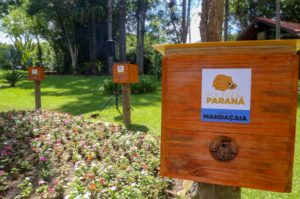 Parques do Paraná começam a receber abelhas nativas