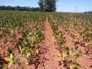 Quebra na safra de grãos vai respingar no PIB paranaense