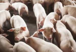 Carne suína fechou 2021 com maior resultado de exportações