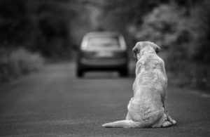 Brasil tem 30 milhões de cães e gatos abandonados