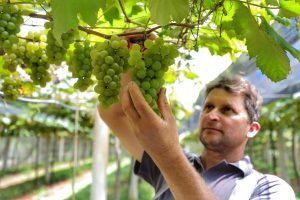 Incentivo à produção de uva tem aporte de R$ 1,4 milhão