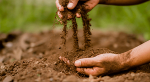 Diversificar plantios resulta em melhorias no solo