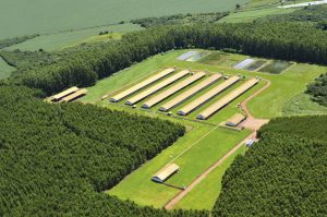 C.Vale amplia produção de suínos