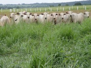 Fique atento as condições climáticas para plantio de pastagem