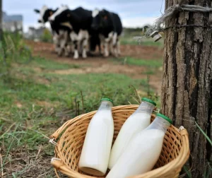 Produção leiteira enfrenta uma das maiores crises dos últimos anos