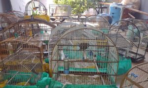 Mais de 40 aves silvestres eram mantidas em cativeiro no PR