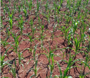 VÍDEO: Sem chuva, áreas de produção no Sul ficam prejudicadas