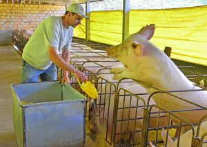 Arroz é alternativa para reduzir custos na produção de suínos e aves