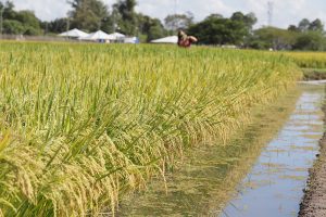 Conheça o arroz que consome menos água no cultivo