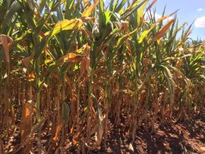 RS debate ações para atender produtores afetados pela seca