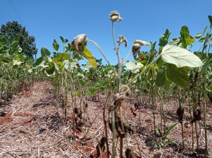 Estiagem afeta mais de 250 mil propriedades no RS
